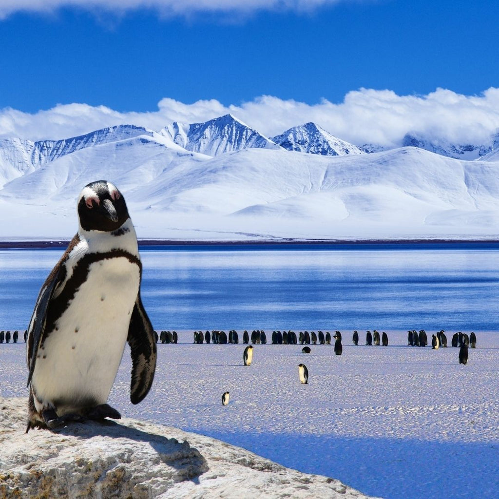 A penguin is looking at the camera directly, other penguins in the background. Blog is about climate change getting out of control