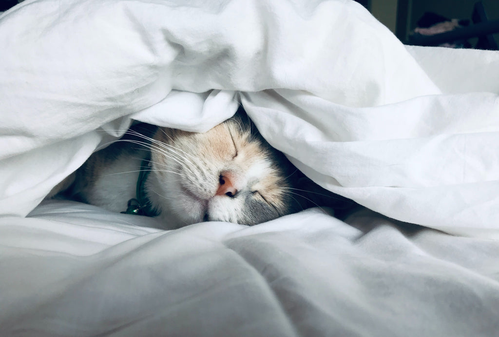 Cat sleeping under the cover. What to know about melatonin